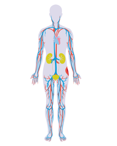 illustrazione di un corpo umano che rappresenta l'apparato circolatorio umano