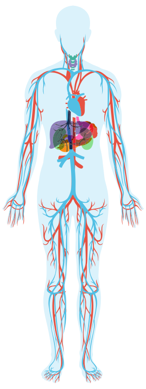 illustrazione di un corpo umano che rappresenta l'apparato circolatorio umano