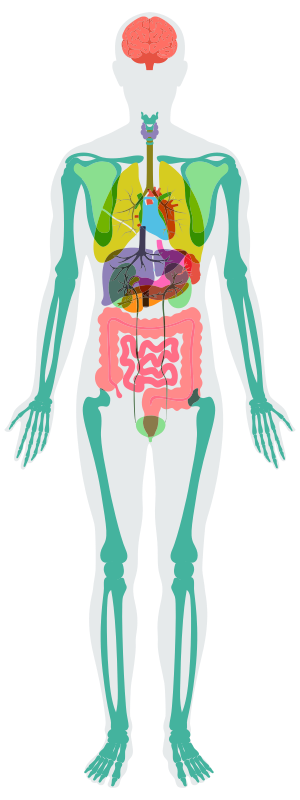 illustrazione di un corpo umano che rappresenta gli organi del corpo umano