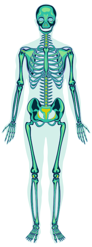 illustrazione di un corpo umano che rappresenta lo scheletro umano